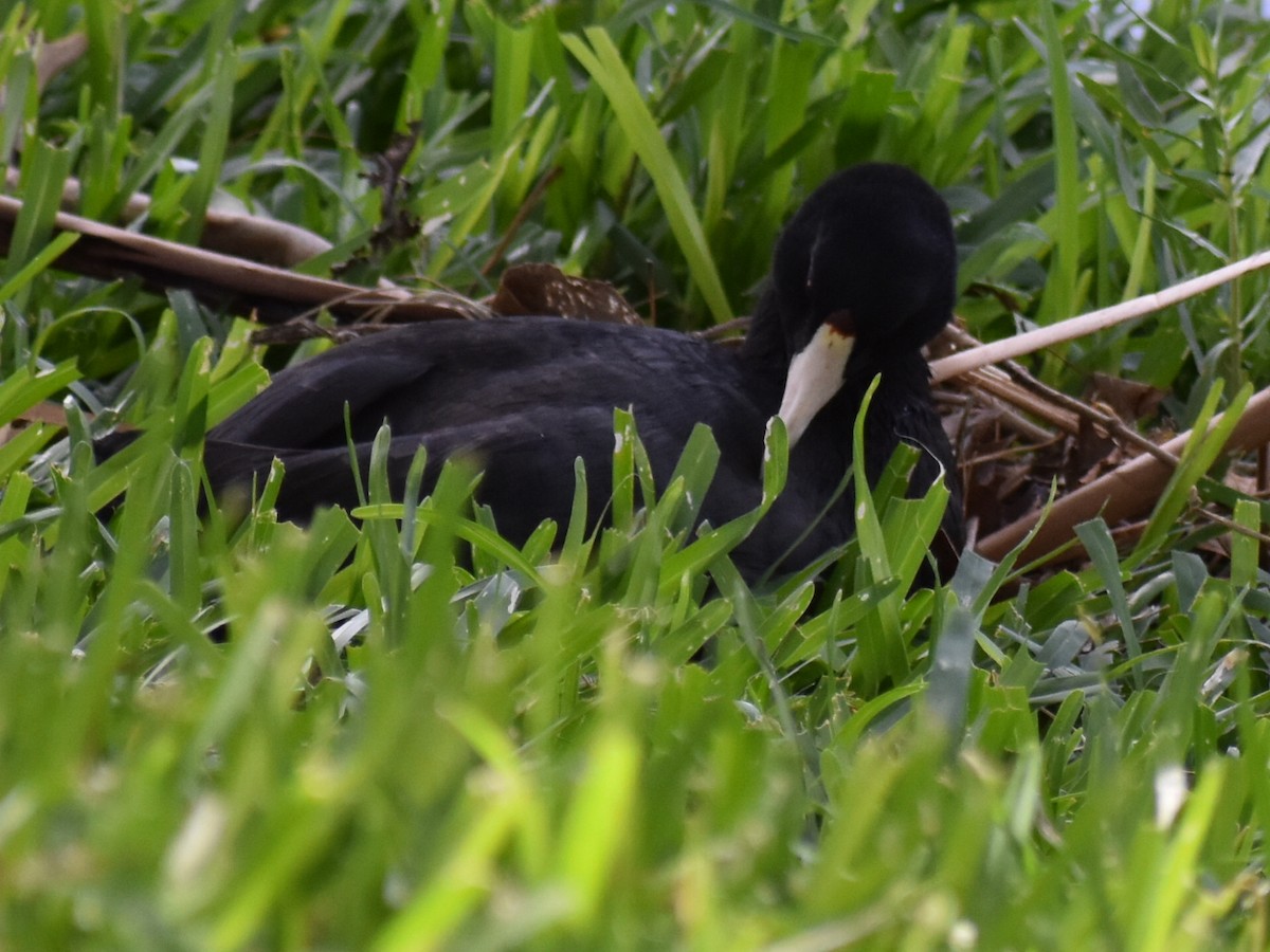 American Coot - ML350088611