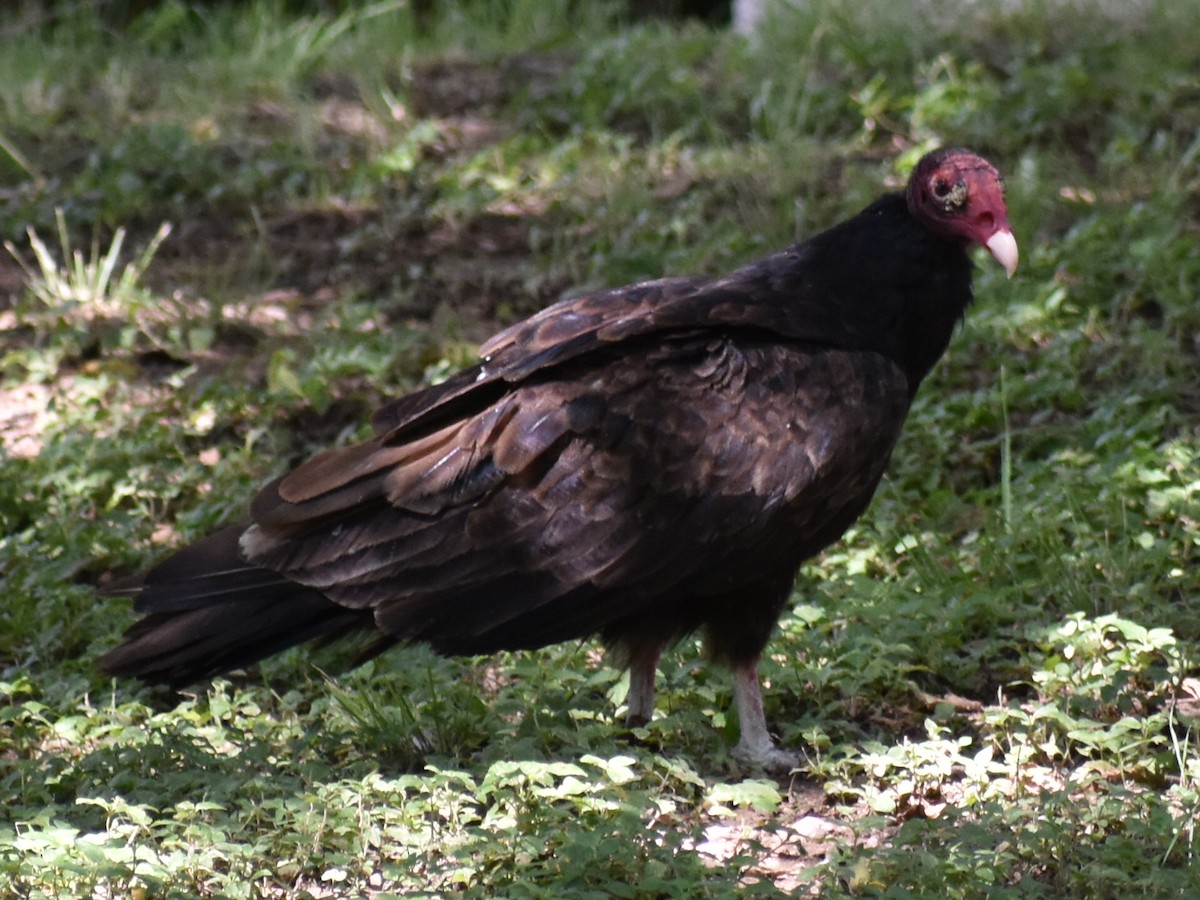 Urubu à tête rouge - ML350088631