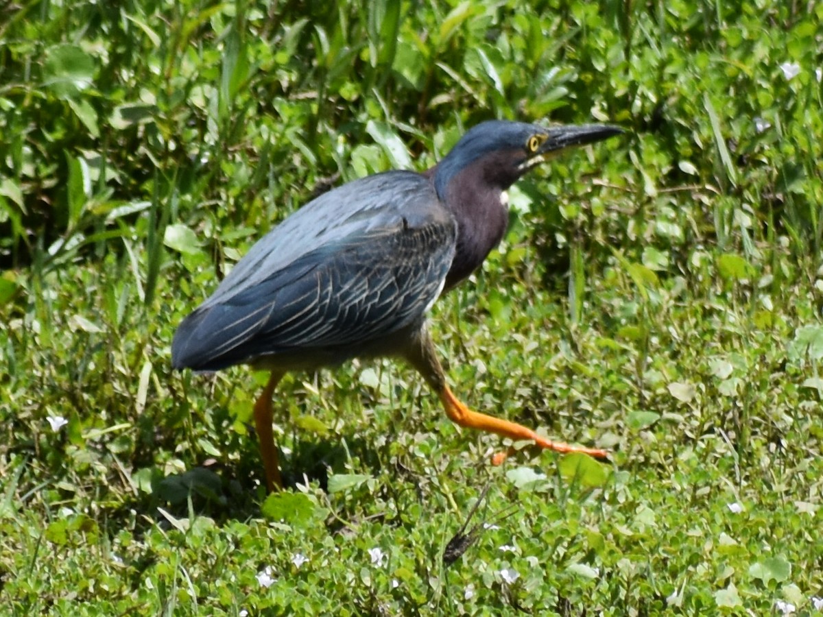 Green Heron - ML350088681