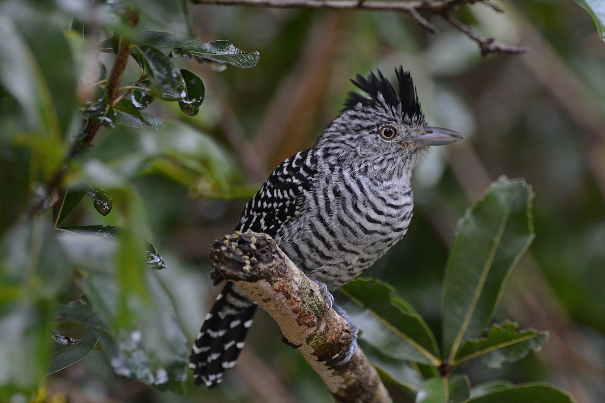 Barred Antshrike - ML350089231