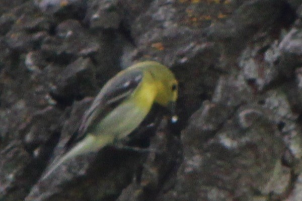 Yellow-throated Vireo - Susan Hovde