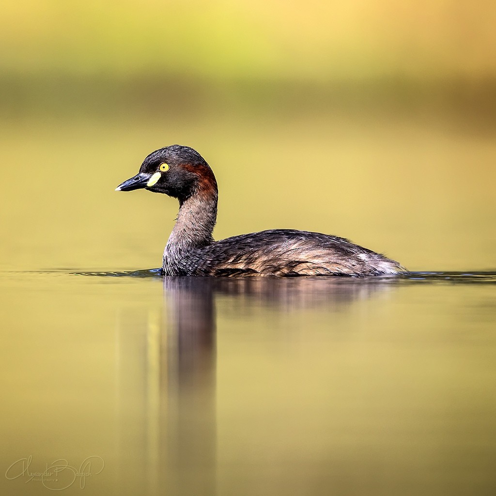 Australasian Grebe - Alexander Babych