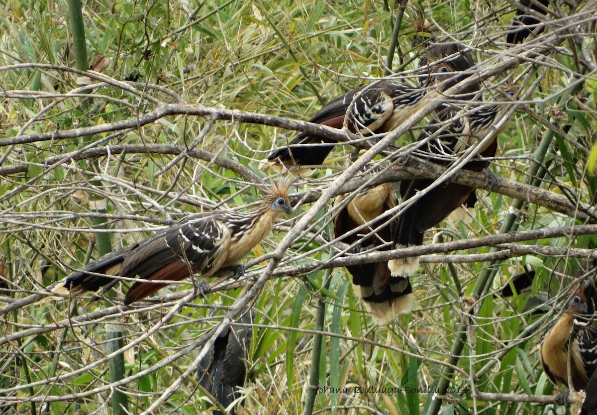 hoatzin - ML35009061