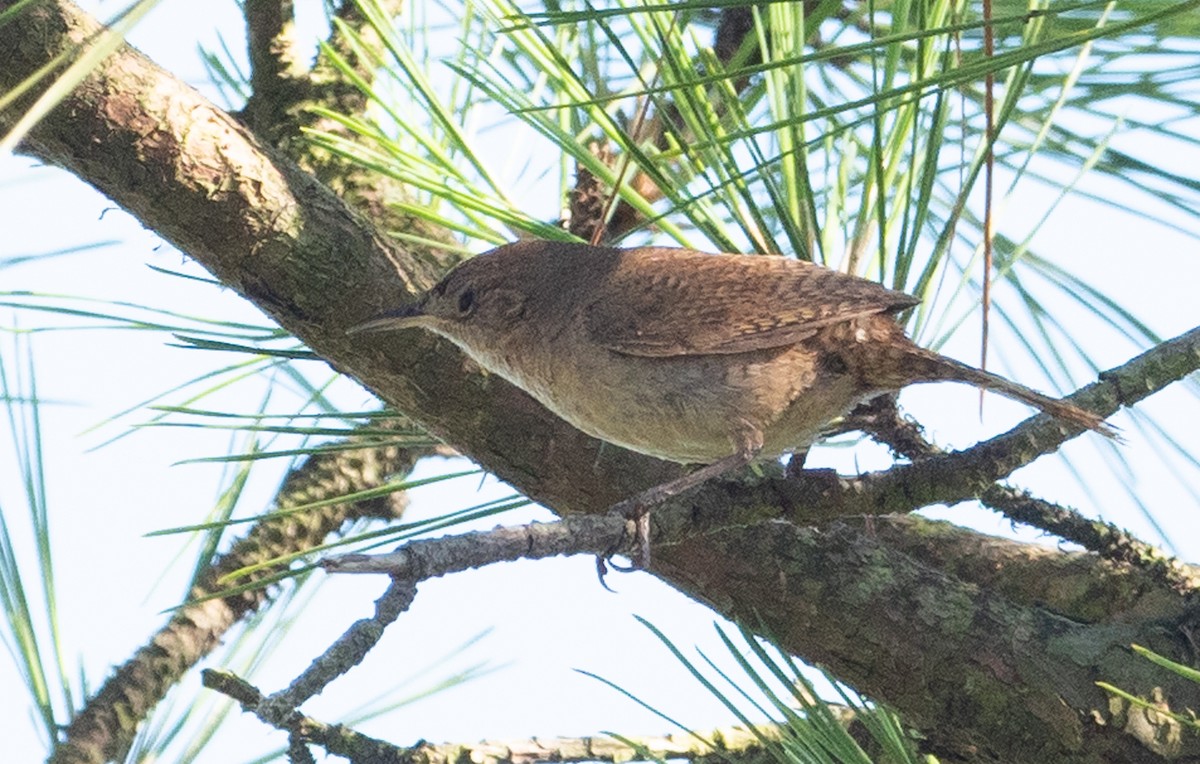 Northern House Wren - ML350091621