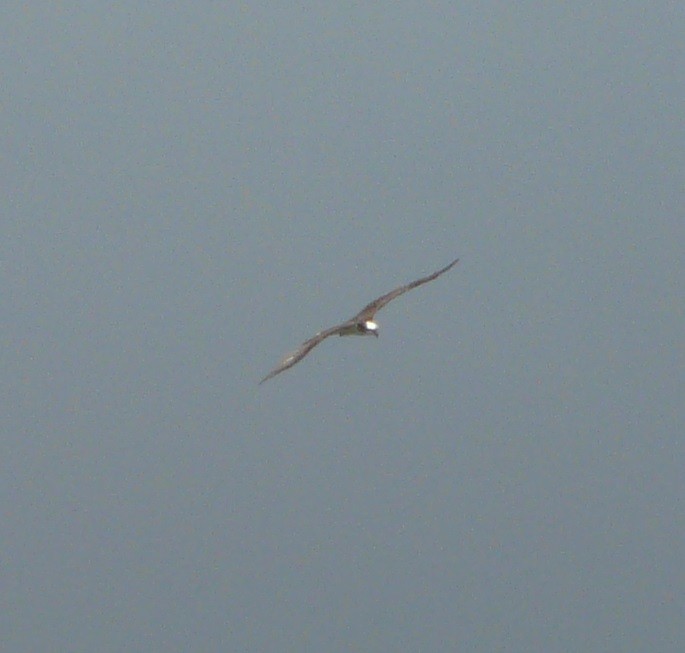 Águila Pescadora (carolinensis) - ML350091691