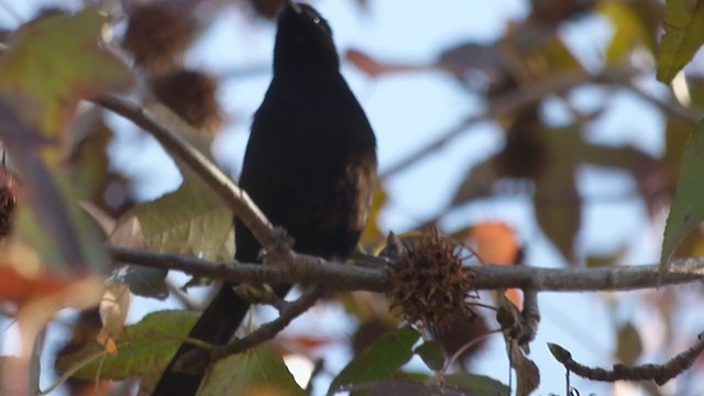 Variable Oriole - ML350091771