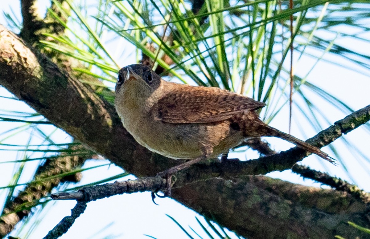 House Wren - ML350091941