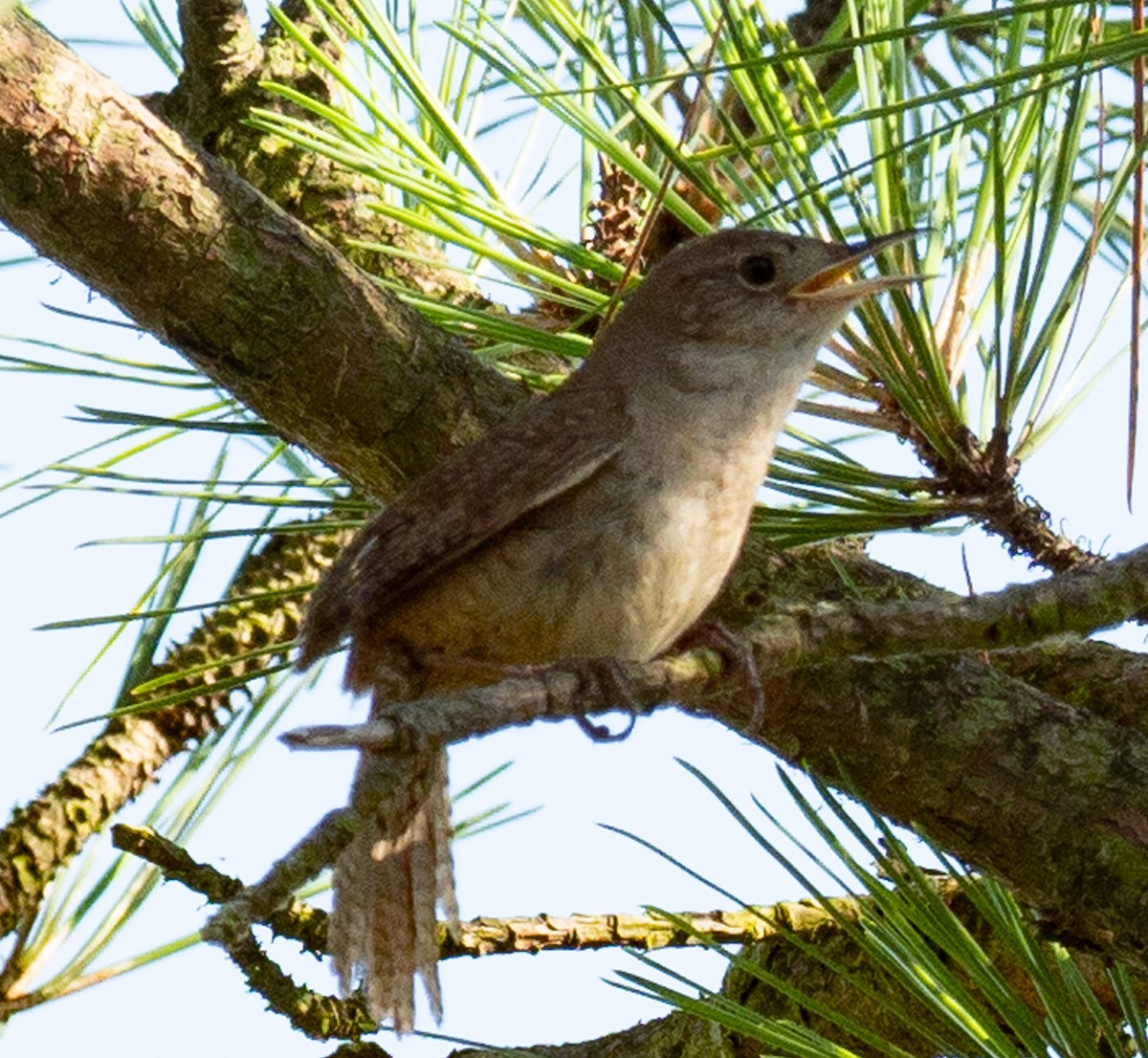 House Wren - ML350092081