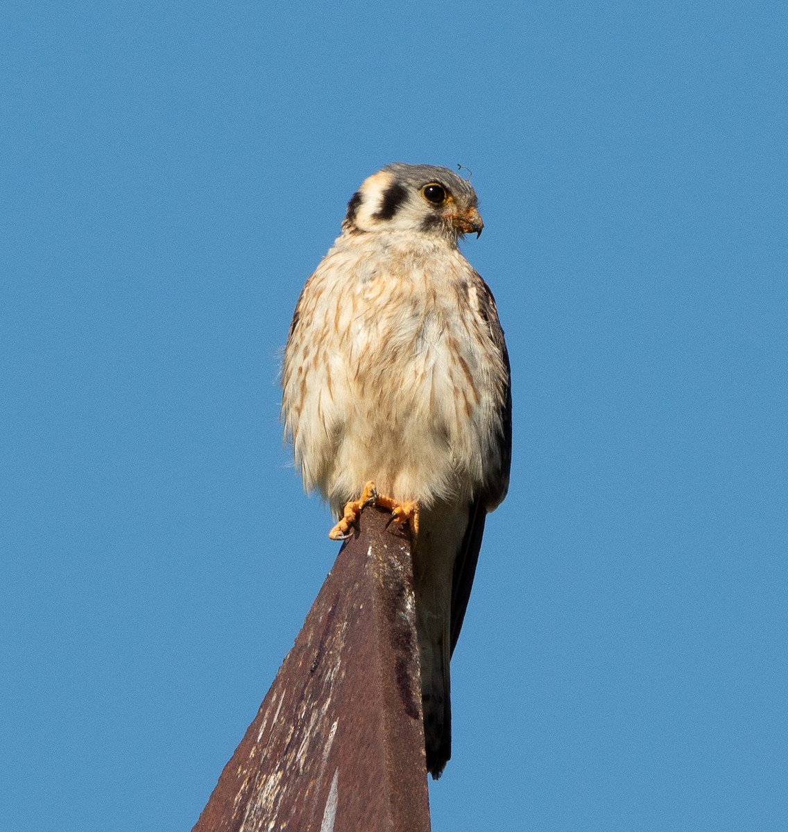 American Kestrel - ML350092171