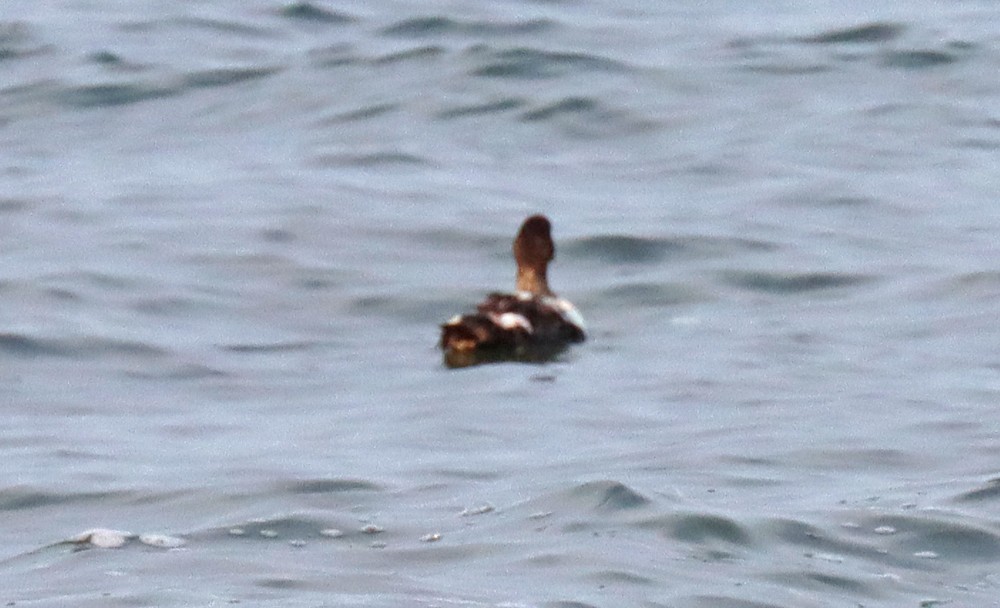 Common Eider - ML350092211