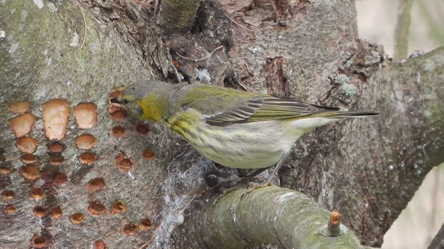 Cape May Warbler - ML350093971