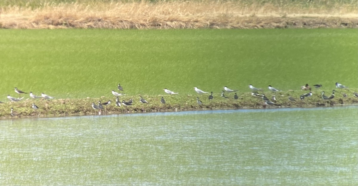 Forster's Tern - ML350094061