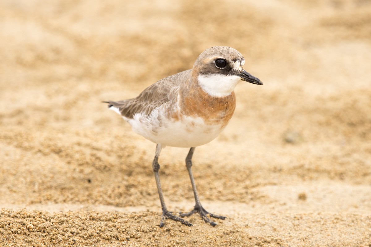 Siberian Sand-Plover - Yann Muzika