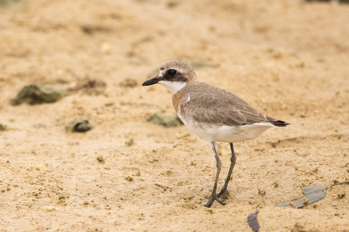 Siberian Sand-Plover - ML350094631