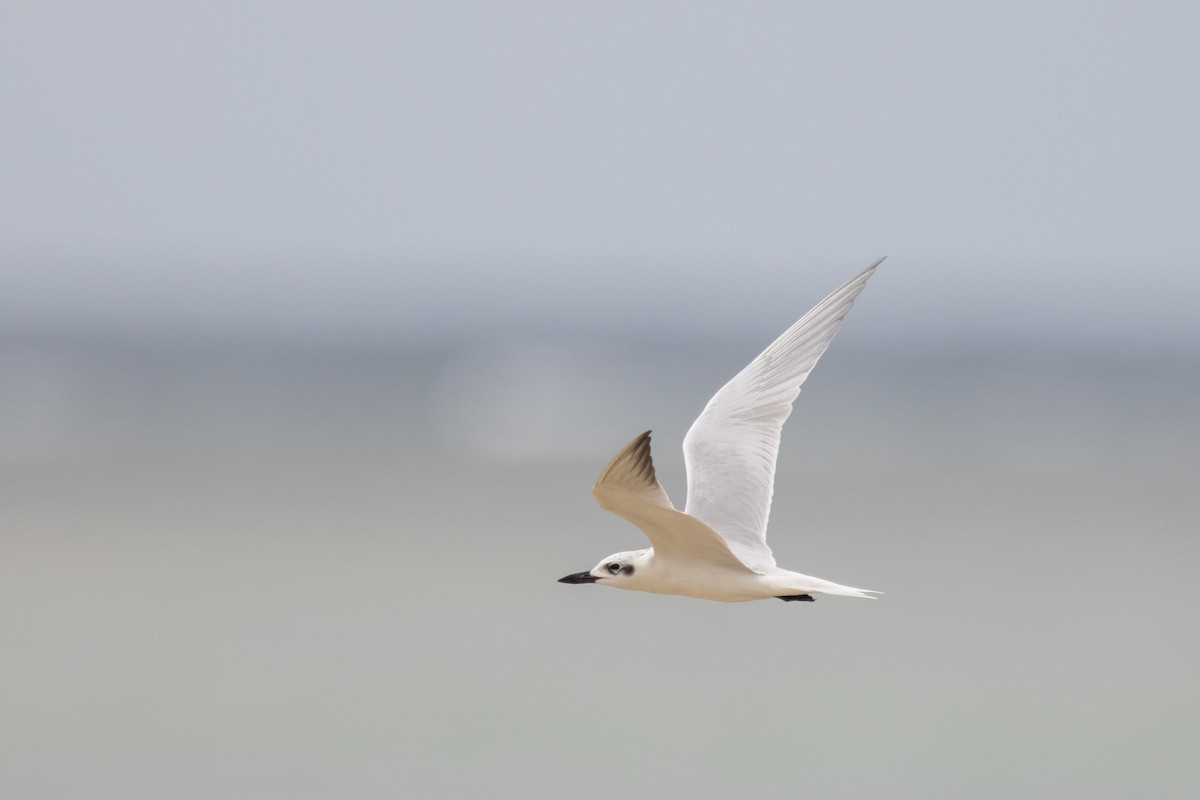 Gull-billed Tern - Yann Muzika