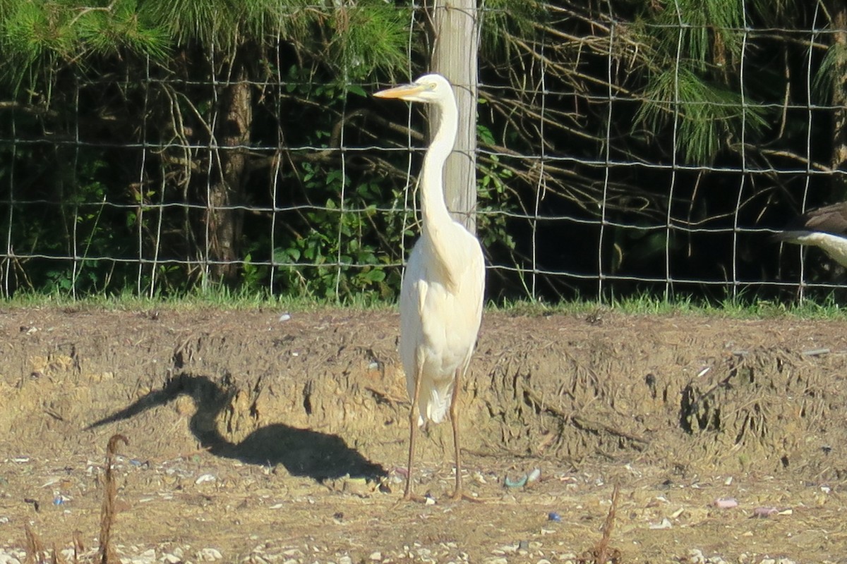 Great Blue Heron (Great White) - ML350095971