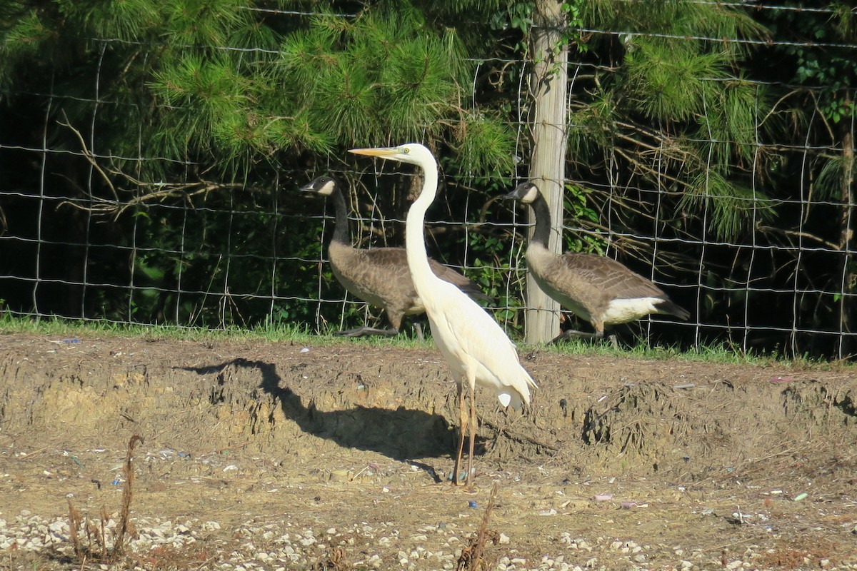 Great Blue Heron (Great White) - ML350095991