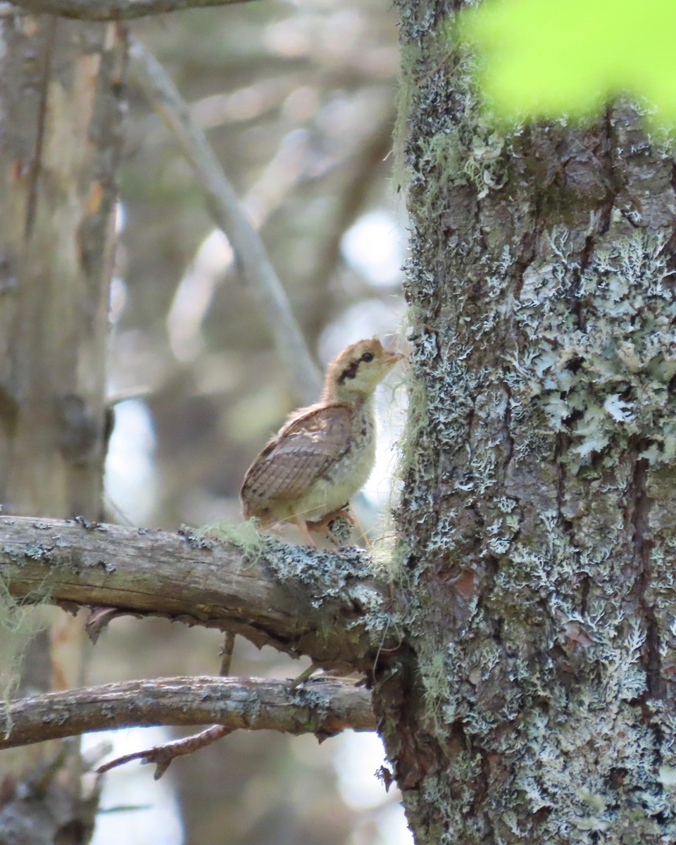 Ruffed Grouse - ML350097251