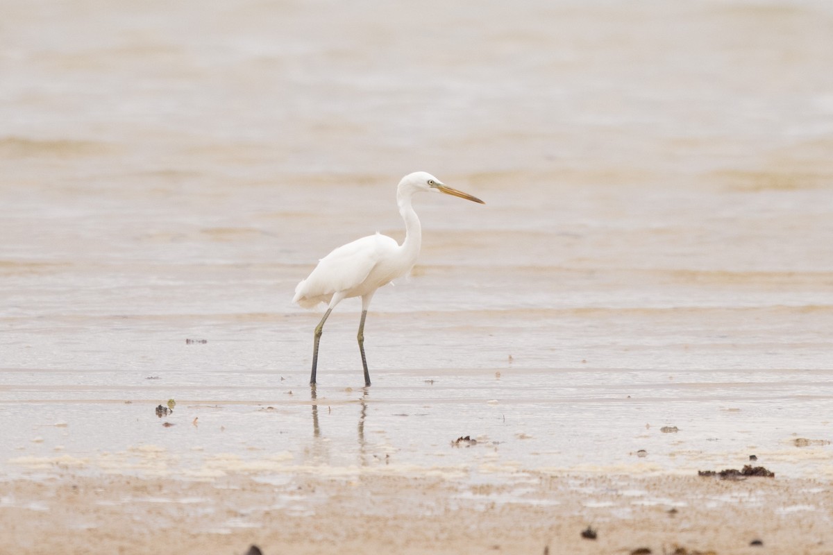 Chinese Egret - ML350097591