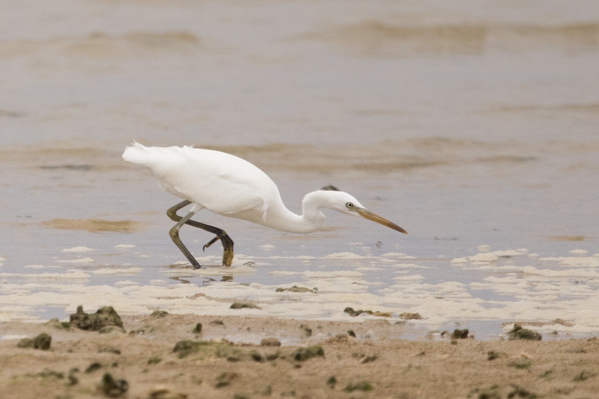 Chinese Egret - ML350097601