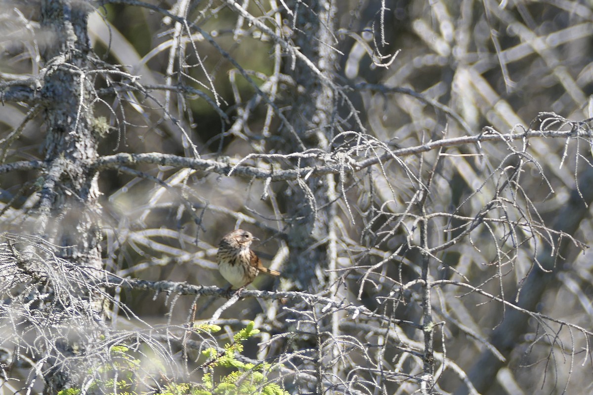 Lincoln's Sparrow - ML350099591