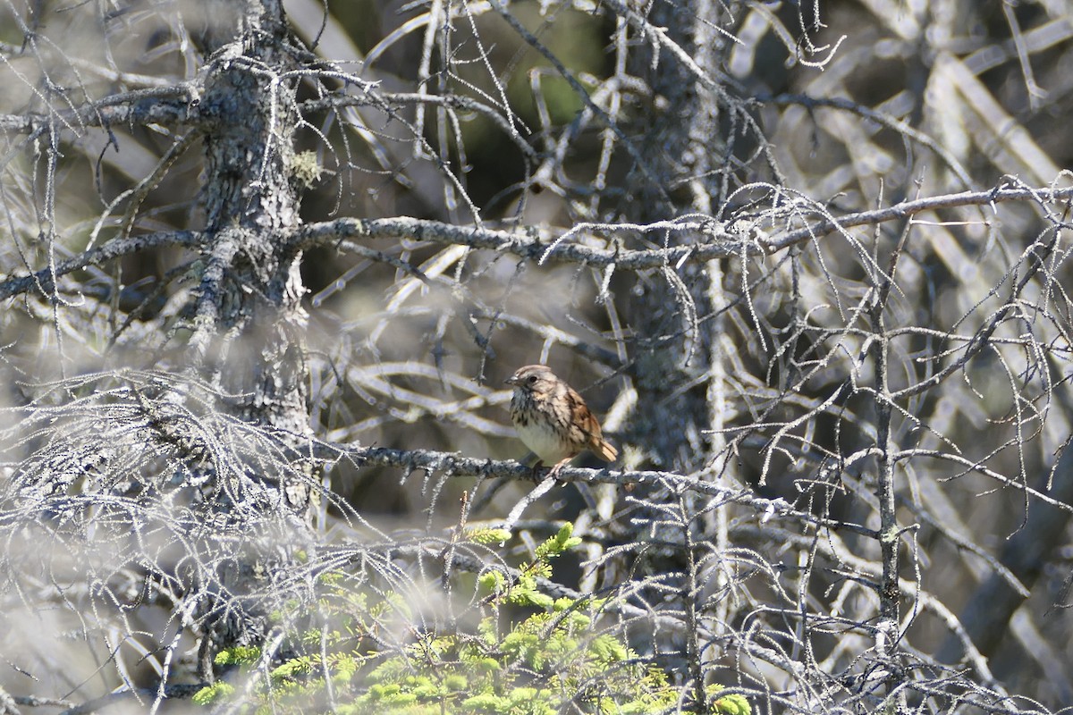 Lincoln's Sparrow - ML350099611