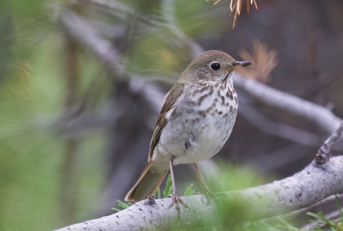 Hermit Thrush - ML350102691