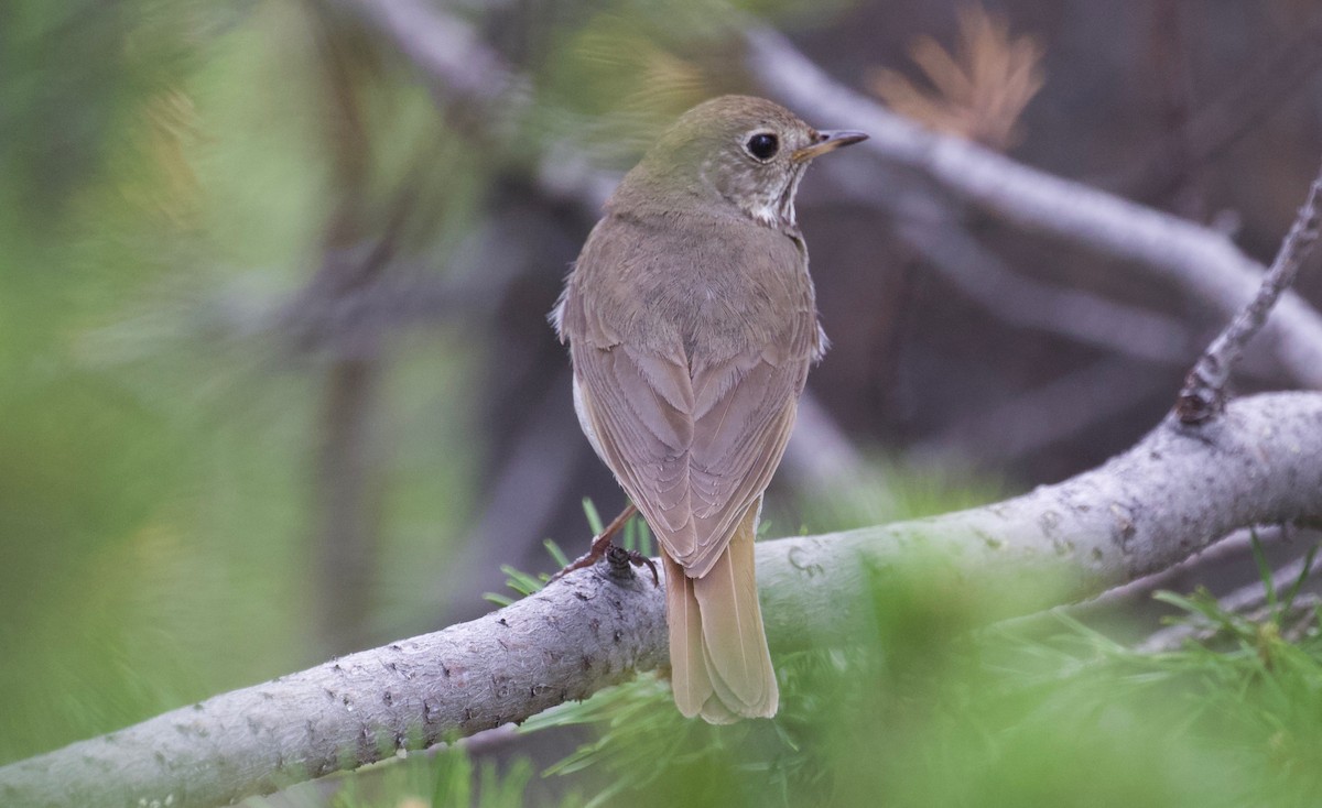 Hermit Thrush - ML350102701