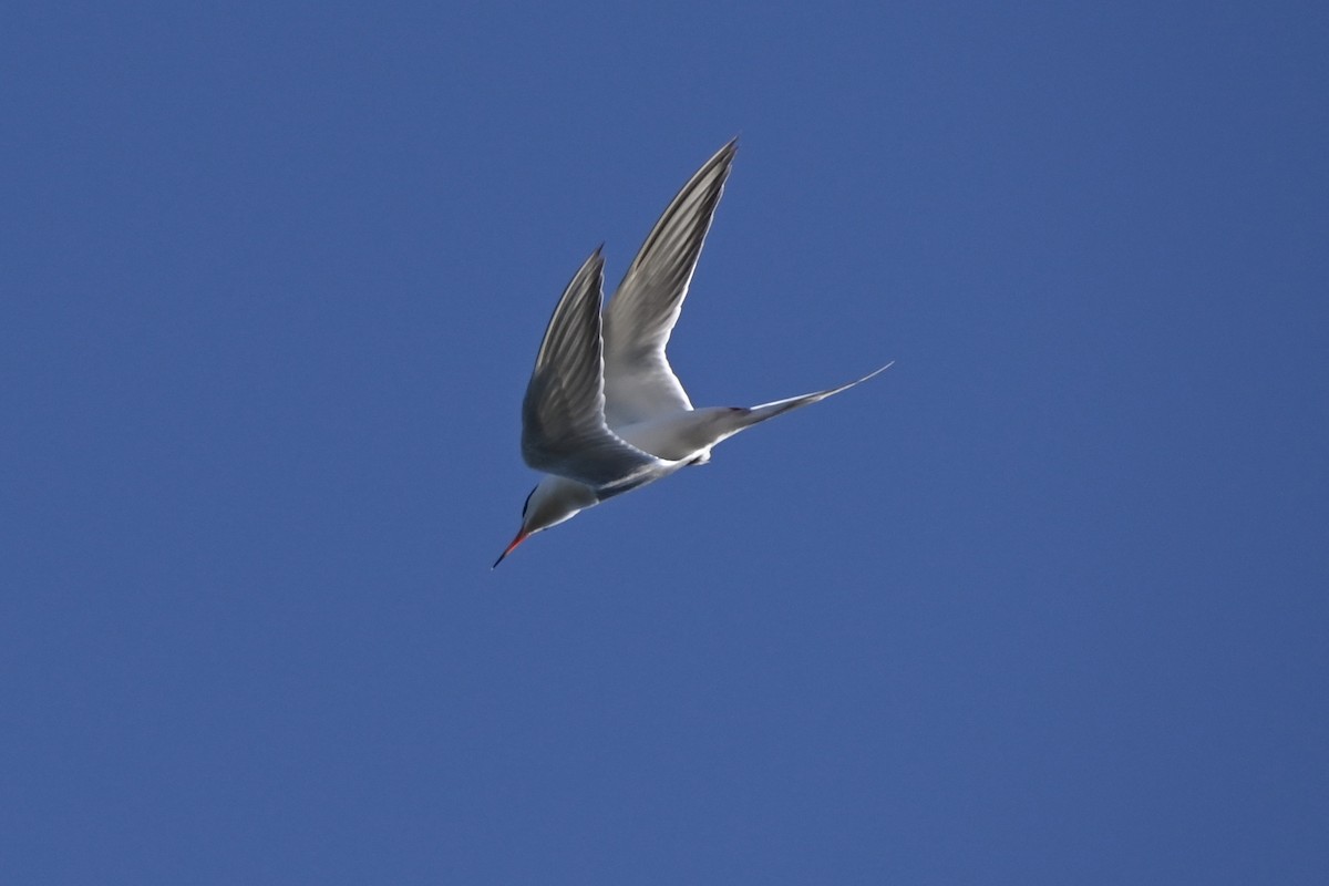 Forster's Tern - ML350104451