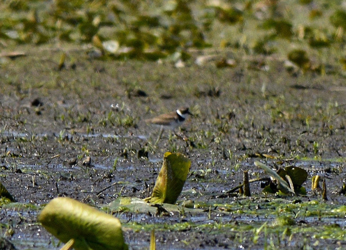 Semipalmated Plover - ML350104741