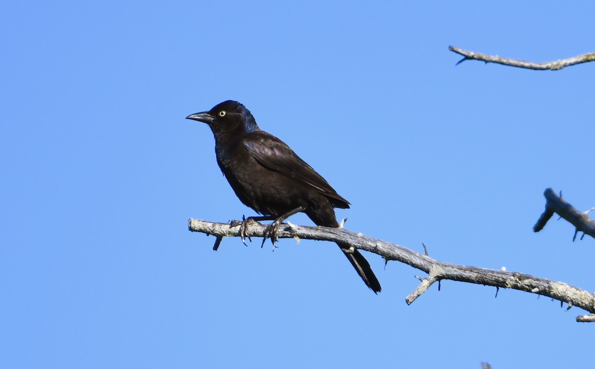 Common Grackle - ML350104941