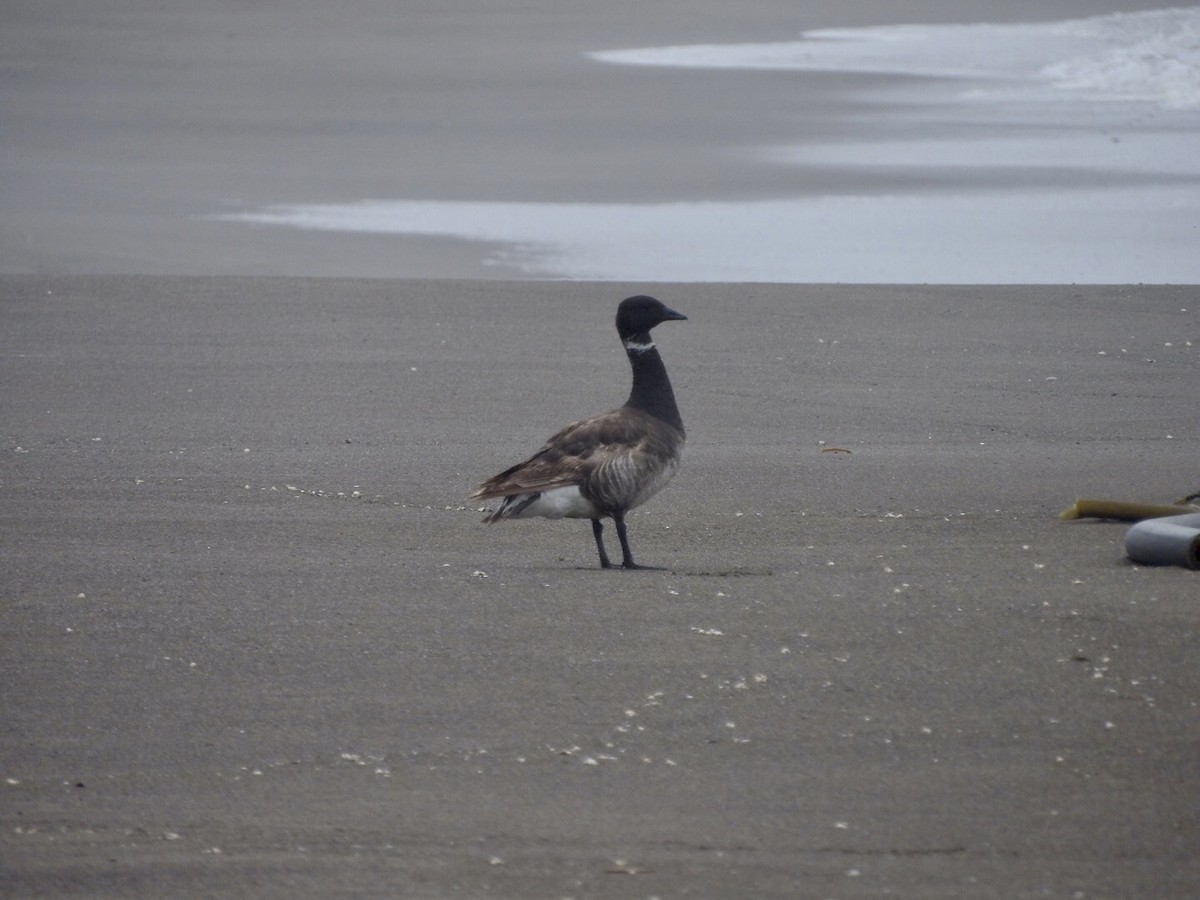 Хар толгойт галуу - ML350105391