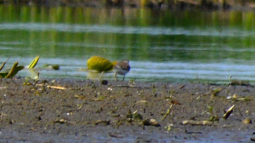 Least Sandpiper - ML350105461