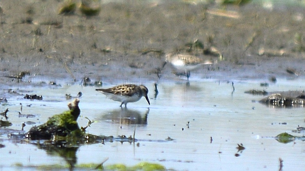 Least Sandpiper - ML350105471