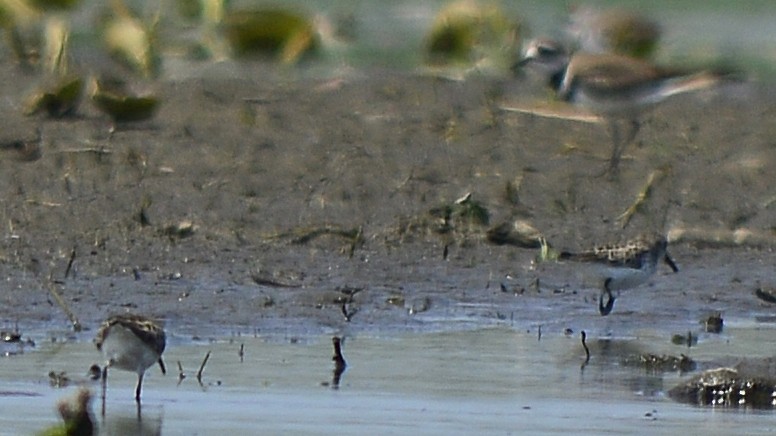 Least Sandpiper - ML350105491