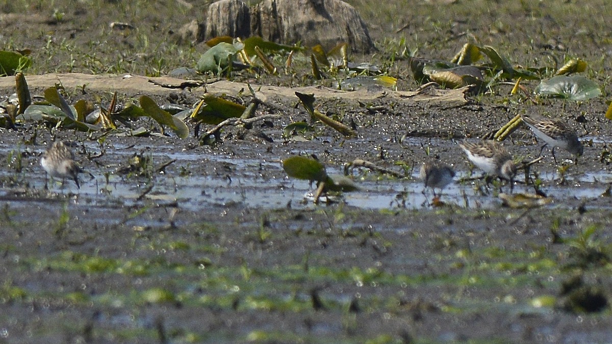 Least Sandpiper - ML350105501
