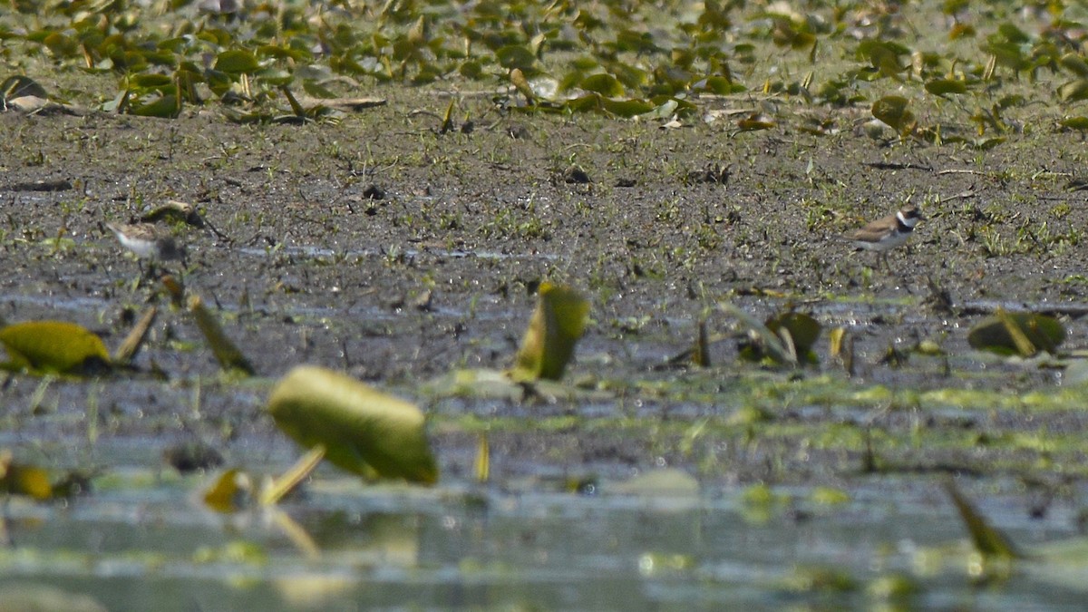 Least Sandpiper - ML350105511