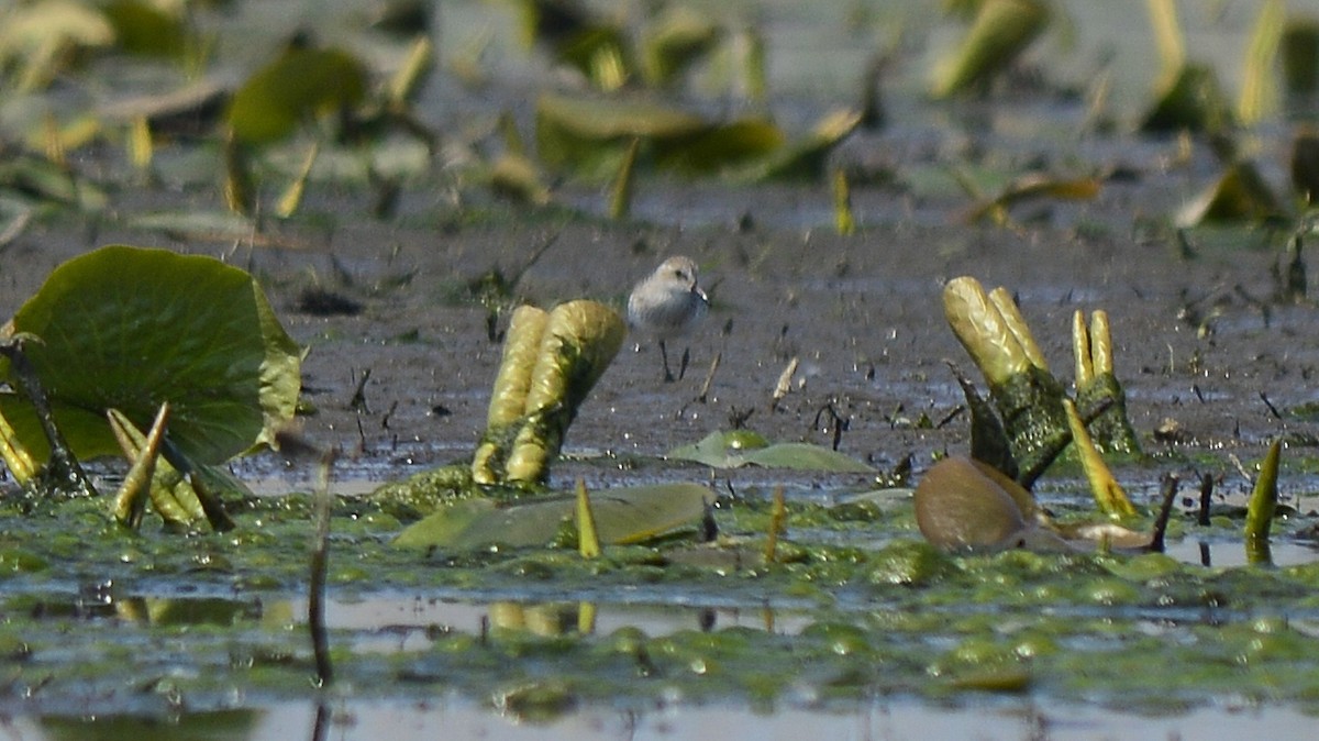 Least Sandpiper - ML350105521