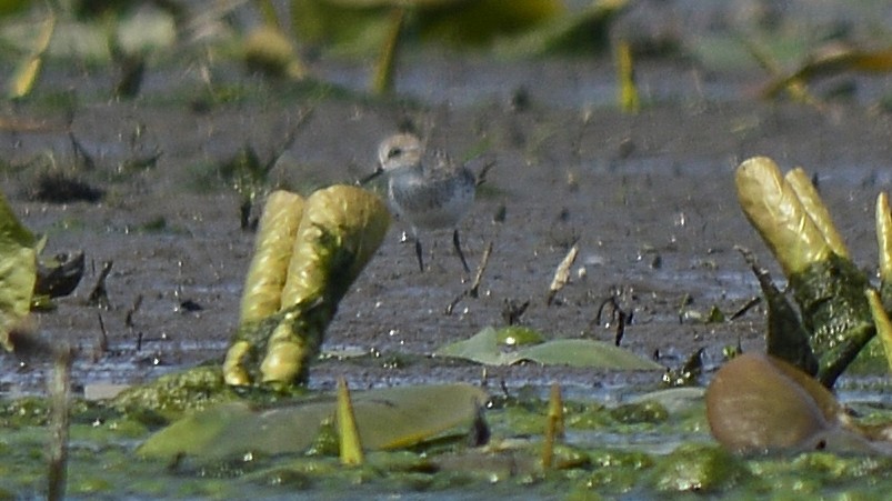 Least Sandpiper - ML350105531