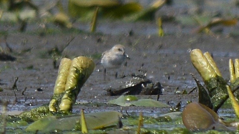 Least Sandpiper - ML350105541