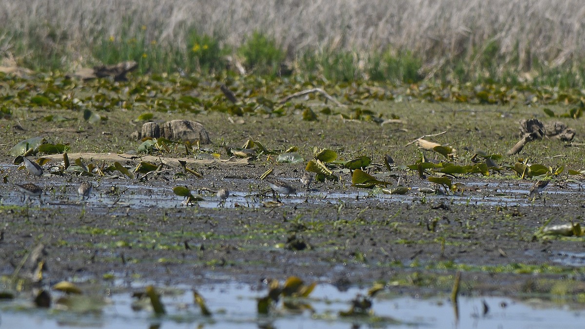 Least Sandpiper - ML350105551