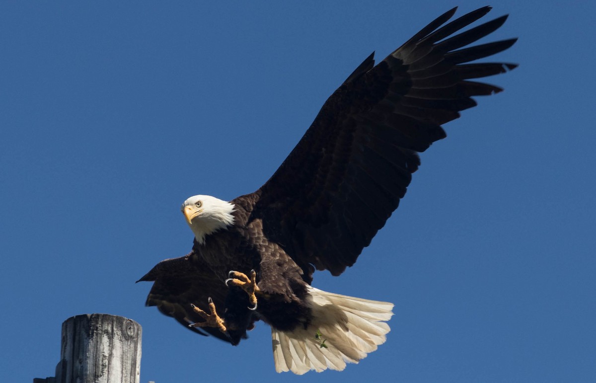 Bald Eagle - ML350106301
