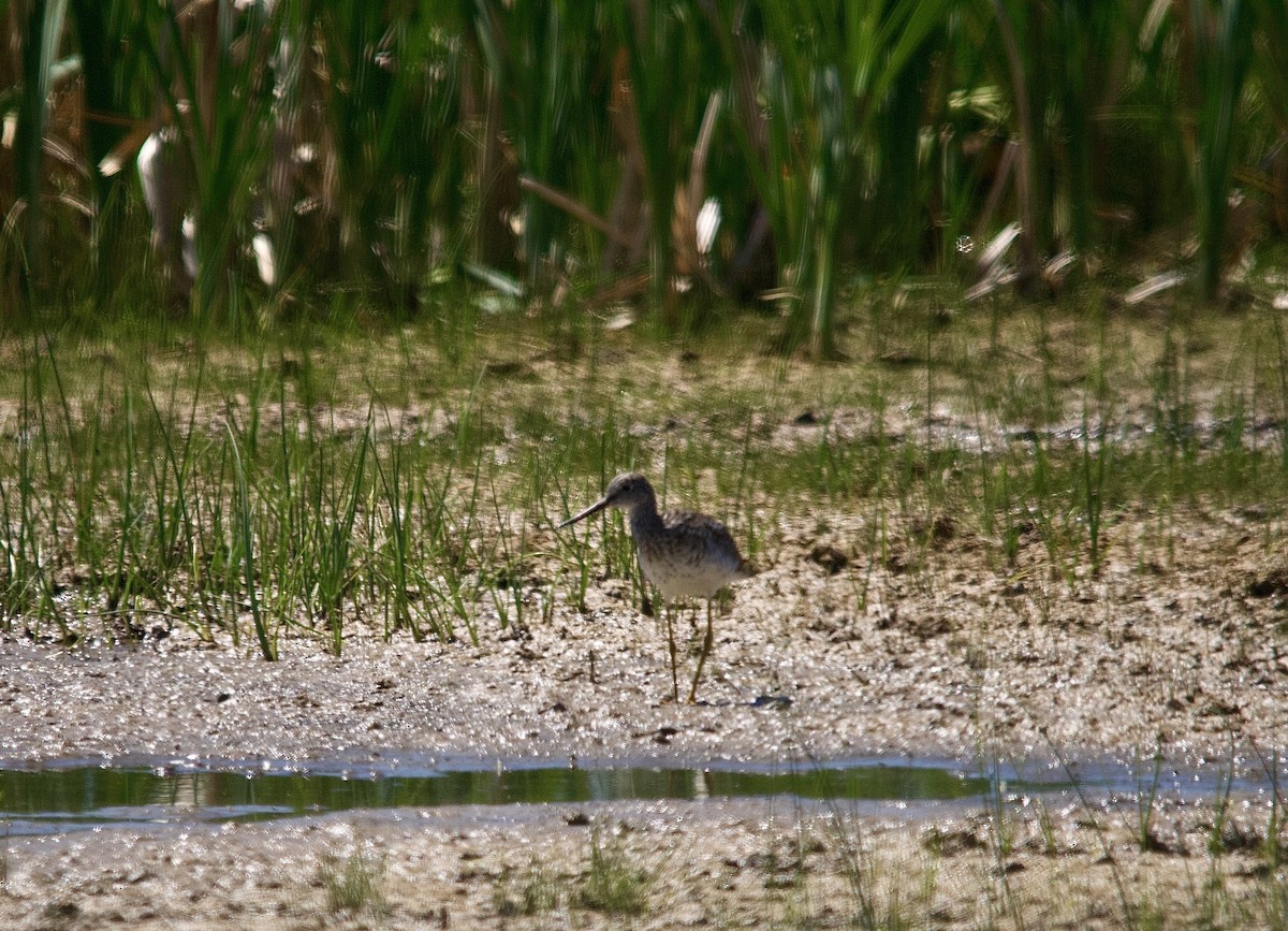 Greater Yellowlegs - ML350108331