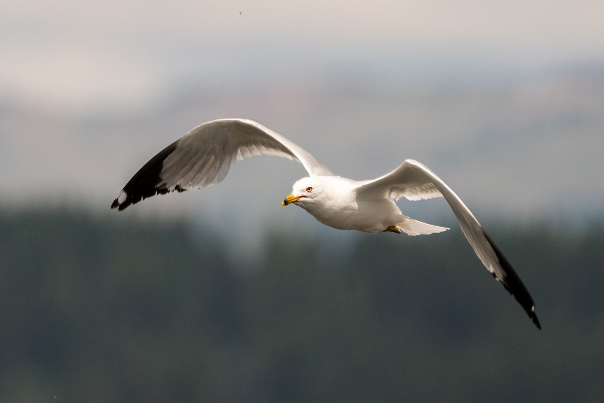 Ring-billed Gull - Justin Bright