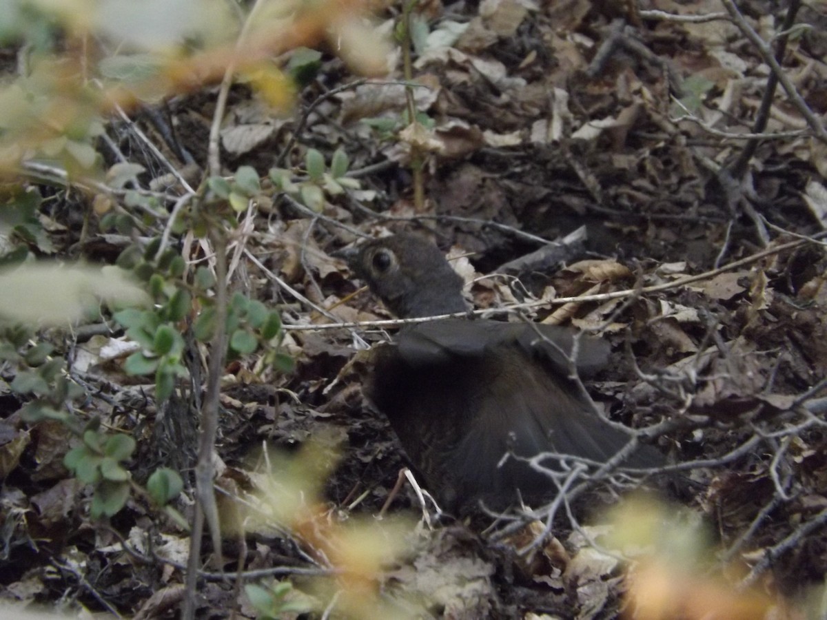 Braunkehltapaculo - ML350109141