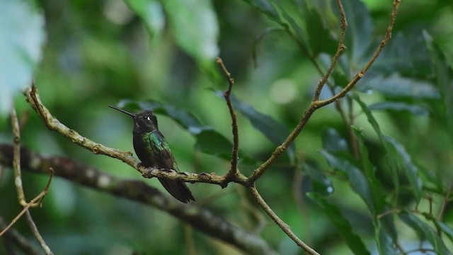 Colibrí Magnífico - ML350113131