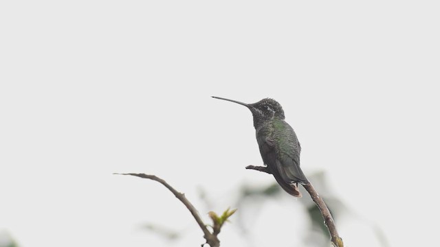 Colibrí Magnífico - ML350113171