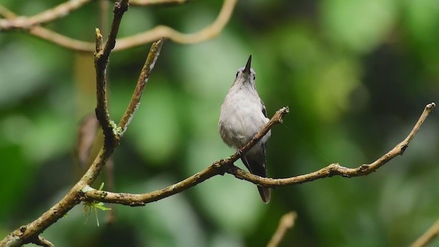 Wedge-tailed Sabrewing (Curve-winged) - ML350113241