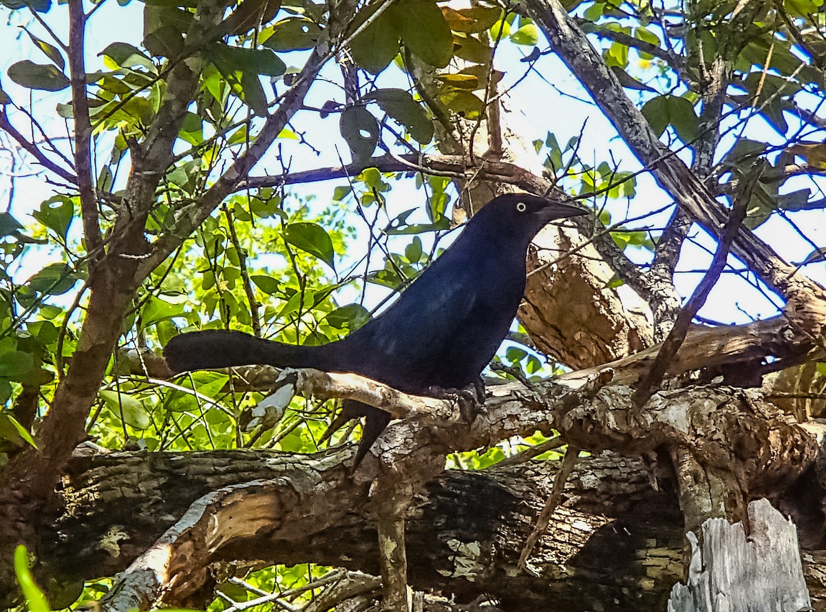 Greater Antillean Grackle - ML35011391