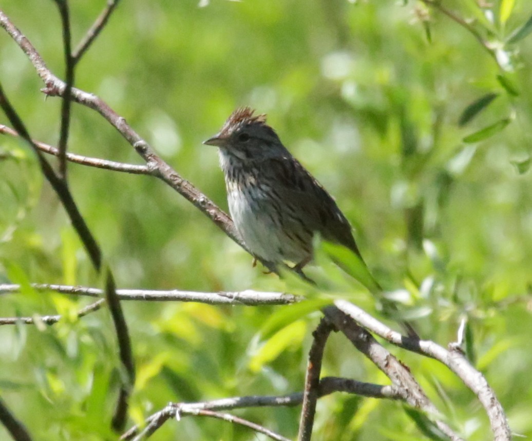 Lincoln's Sparrow - Donna Stumpp